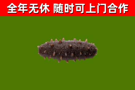 梧州烟酒回收干海参.jpg
